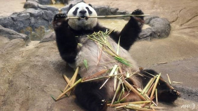 Chú gấu trúc Shin Shin. (Nguồn: AFP) Chú gấu trúc Shin Shin. (Nguồn: AFP)