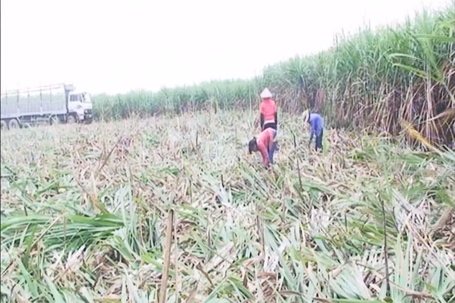 Ảnh: Hồng Hạnh