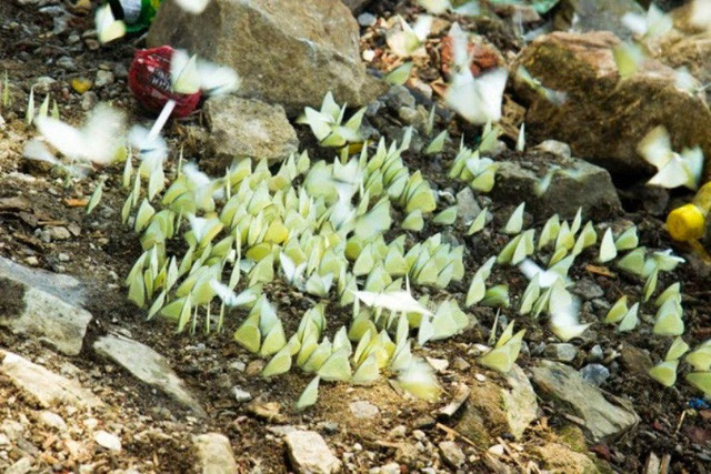 Đến Tam Đảo, bạn sẽ trải nghiệm cảm giác thích thú khi được vây quanh bởi vô vàn cánh bướm.