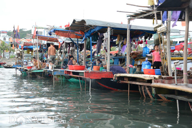 Ven bờ vịnh Hạ Long, có hàng chục xóm chài sinh sống quần cư, rải rác ở những vách núi, bến cá, hay nhà bè...