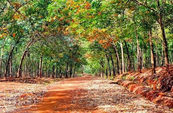 Rừng cao su khi mới bước vào mùa thay lá. Ảnh: VNP