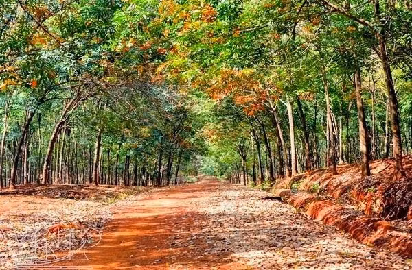 Rừng cao su khi mới bước vào mùa thay lá. Ảnh: VNP