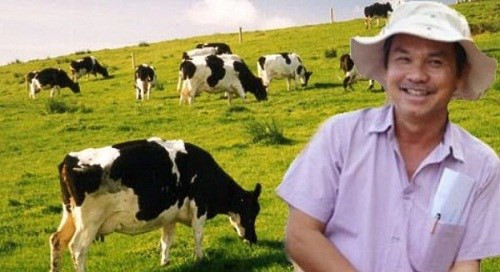 Ngoài ra, bầu Đức còn kinh doanh bò sữa - mảng kinh doanh đem lại nguồn tiền lớn cho Hoàng Anh Gia Lai. Năm 2016, doanh thu ngành bò đạt 3.469 tỷ đồng, chiếm 72,63% trong cơ cấu tổng doanh thu. Ảnh: Dân Việt.