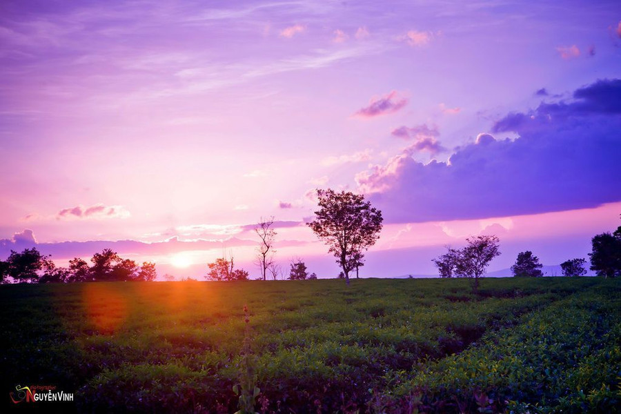 Nương chè trong ánh hoàng hôn