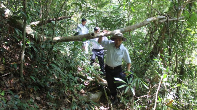 Len lỏi trên lối mòn ngược đường lên thác Giê, du khách băng qua những cánh rừng tự nhiên mát rượi.