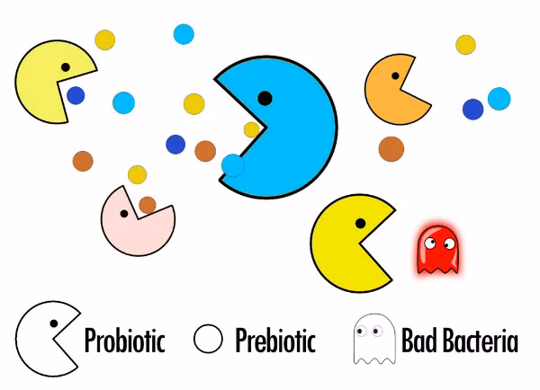 Lợi khuẩn (probiotic) ăn chất xơ hòa tan (prebiotic) và ức chế hại khuẩn (bad bacteria).
