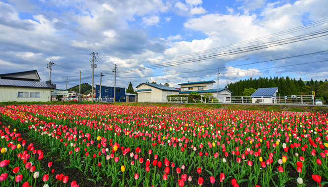 Cánh đồng tulip trên đường đi Akita Cánh đồng tulip trên đường đi Akita