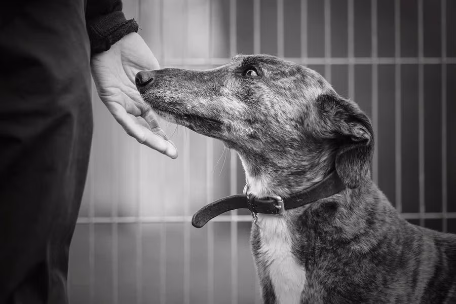  Giải nhất hạng mục Rescue Dogs của Alexandra Robins