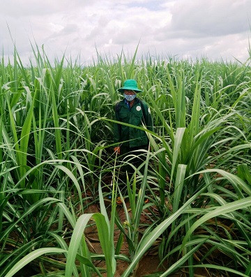 Mô hình rồng mía mở ra hướng đi mới cho người dân làng Ring. Ảnh: Trần Dung Mô hình rồng mía mở ra hướng đi mới cho người dân làng Ring. Ảnh: Trần Dung