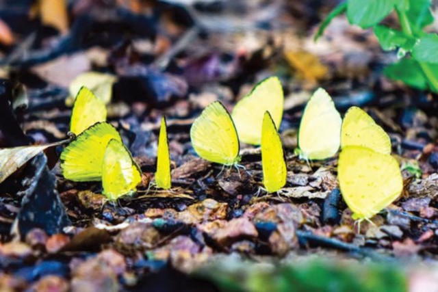 Đến Mã Đà vào khoảng tháng 5, tháng 6, bạn sẽ ghi lại được những khoảnh khắc tuyệt đẹp khi hàng triệu cánh bướm thi nhau 