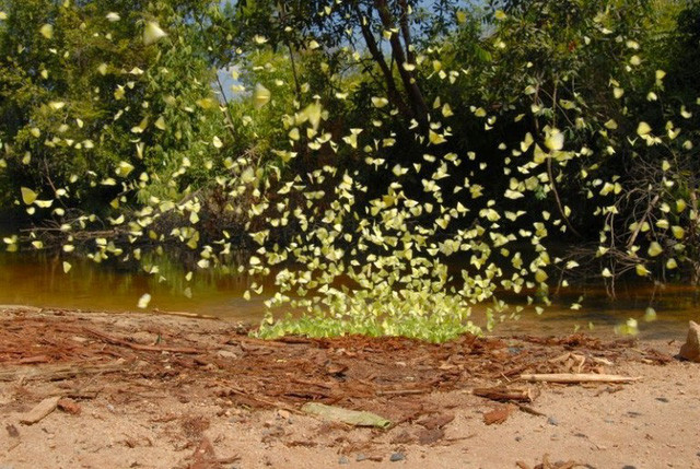 Một cảnh đẹp thiên nhiên ban tặng không phải nơi nào ở Tây Nguyên cũng có được.