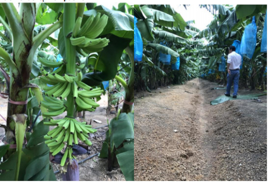 Vườn chuối của HAGL tại Campuchia. Nguồn: VCSC.