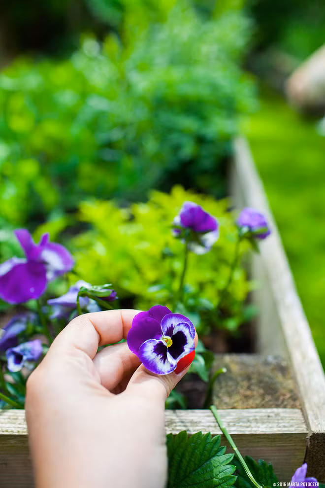 Bông hoa tím nhỏ mới nở nhờ sự chăm sóc chu đáo của chủ nhân ngôi nhà.