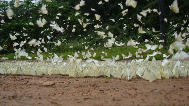 Có rất nhiều loài bướm quý hiếm ở khu Nam Cát Tiên.