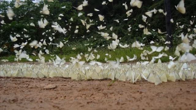 Có rất nhiều loài bướm quý hiếm ở khu Nam Cát Tiên.