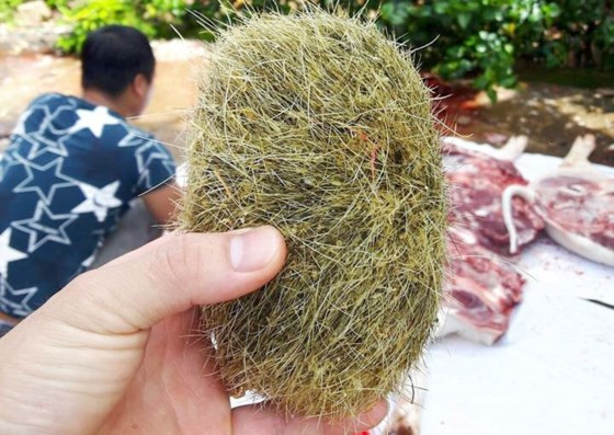 "Cát lợn" nặng 600g vừa được phát hiện