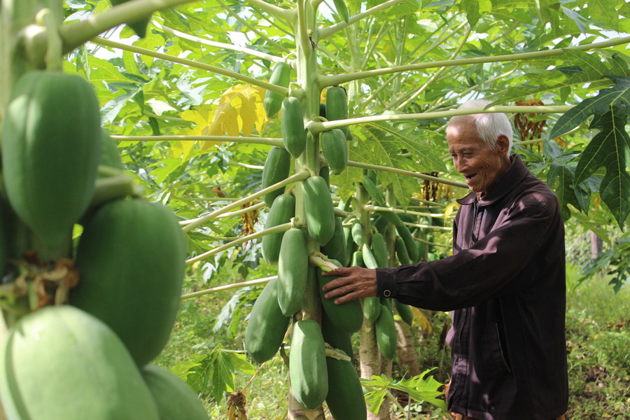 Các hộ đồng bào dân tộc thiểu số đã biết chuyển đổi cây trồng cho thu nhập thấp để trồng các loại cây có giá trị kinh tế cao hơn. Ảnh: Hồng Thi