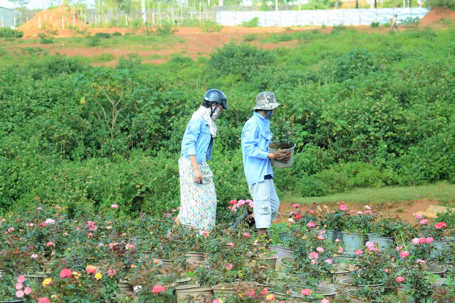Khách đến chọn mua hoa hồng tại khu vườn. Ảnh: P.L