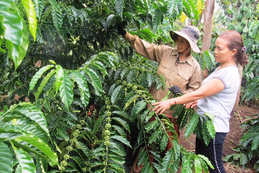 Nhờ được vay vốn đầu tư vào chăm sóc cà phê mà bà Bông (đội mũ) thoát nghèo và từng bước ổn định cuộc sống. Ảnh: H.T