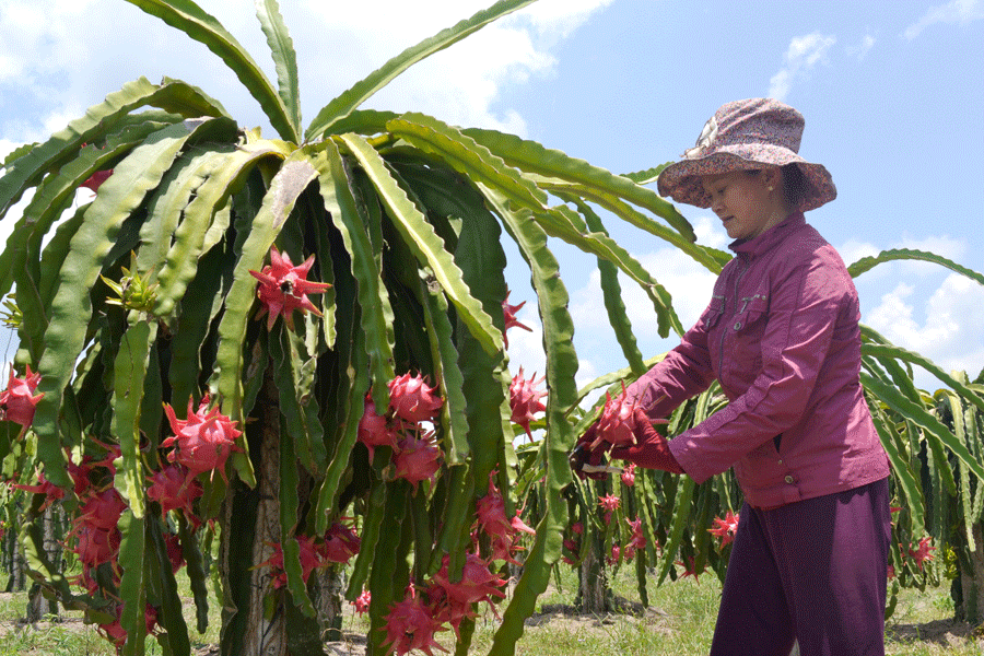 Ảnh minh họa Ảnh minh họa