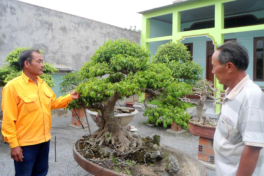  Các hội viên trao đổi kinh nghiệm chăm sóc cây cảnh. Ảnh: N.M