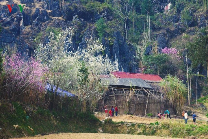  Đây cũng là lúc bà con vùng cao bắt đầu vỡ đất, chuẩn bị cho một mùa sản xuất mới. Tiếng máy cày, tiếng người gọi nhau rộn rã trên nương, dưới bản.