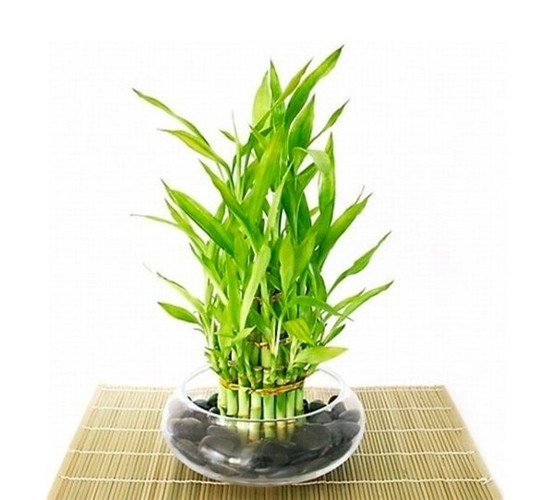 Tre nước Trung Quốc có thể phát triển mà không cần đất, thích hợp đặt trên bàn sofa hay giá sách. 