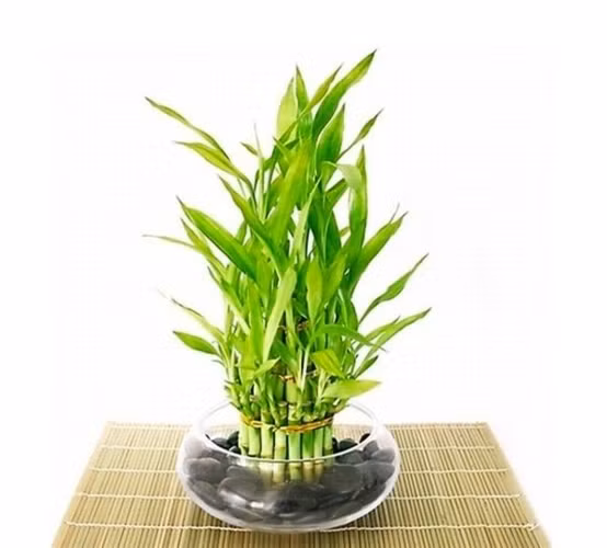 Tre nước Trung Quốc có thể phát triển mà không cần đất, thích hợp đặt trên bàn sofa hay giá sách. 