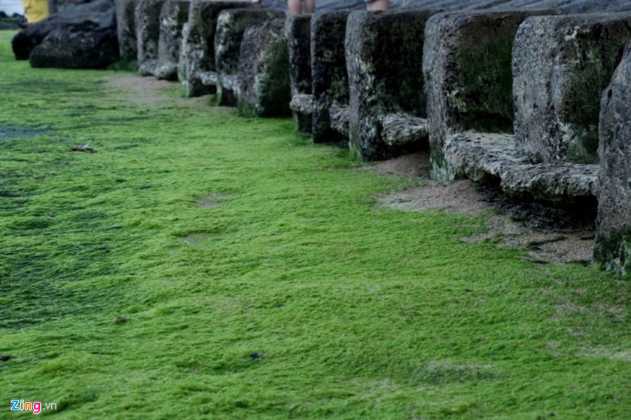 Có 2 thời điểm để check-in ở bãi rêu đẹp là sáng sớm và chiều muộn. 