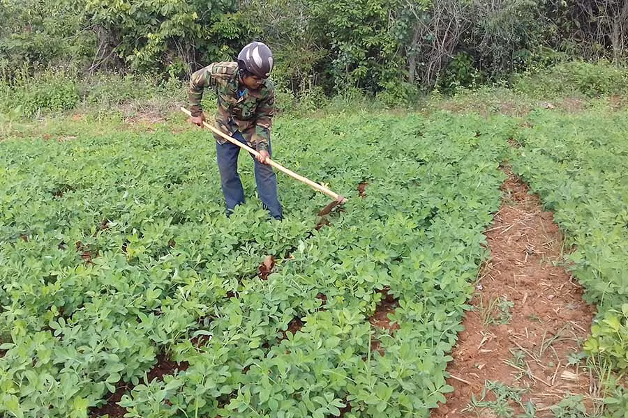  Anh Rơ Mah Bri (làng Pnuk, xã Ia Kriêng) chăm sóc ruộng đậu phộng. Ảnh: P.N