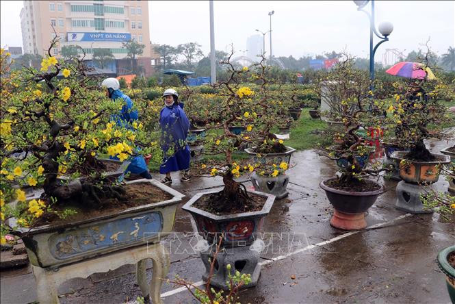 Những chậu mai vàng bày bán phục vụ trang trí Tết tại thành phố Đà Nẵng.