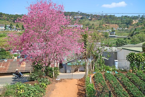 Bình yên ngoại ô