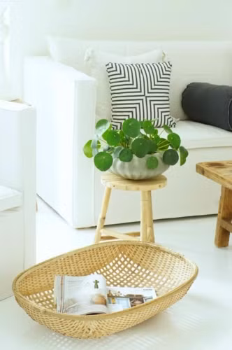 Cây đồng xu phát triển khỏe mạnh khi mỗi tuần chỉ cần tưới nước một lần.