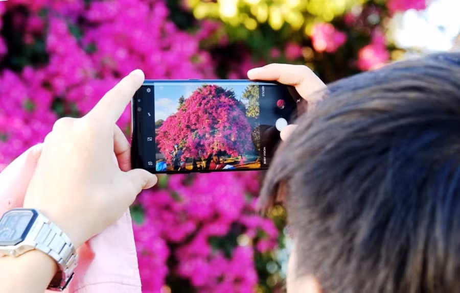  Một du khách lùi ra xa để chụp được toàn cảnh cây hoa giấy. 