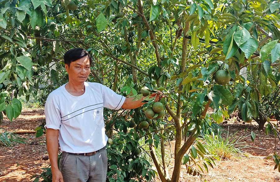  ông Hồ Đăng Thành bên vườn cam Vinh của gia đình. Ảnh: H.H