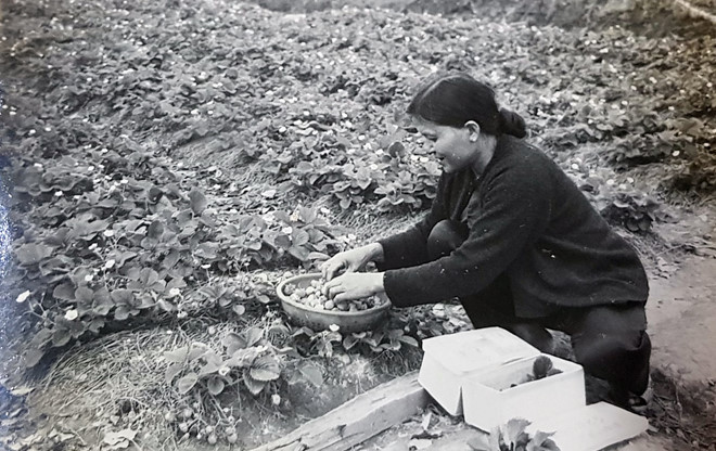 Người dân ấp Hà Đông thu hoạch dâu tây Người dân ấp Hà Đông thu hoạch dâu tây