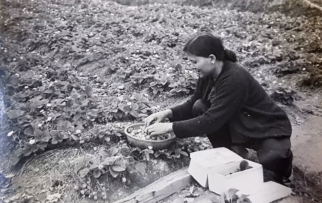 Người dân ấp Hà Đông thu hoạch dâu tây 