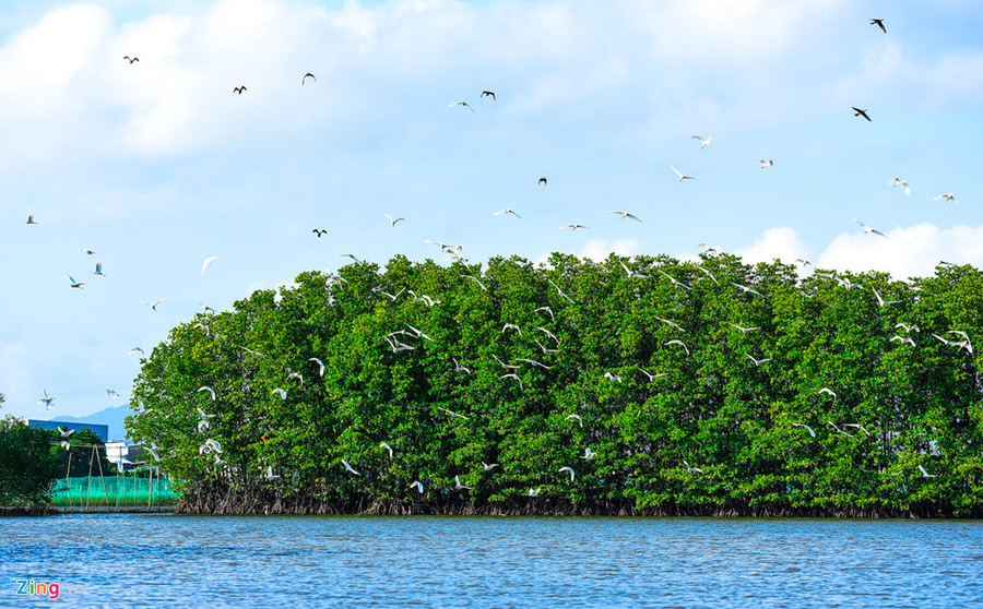 Chim, cò bay dày đặc ở khu rừng ngập mặn tạo nên bức tranh thiên nhiên kỳ thú.