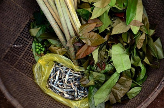 Nguyên liệu chuẩn bị nấu canh thụt cần có lá bép, cá lòng tong, đọt mây, cà đắng...Ảnh: Vũ Hào  Nguyên liệu chuẩn bị nấu canh thụt cần có lá bép, cá lòng tong, đọt mây, cà đắng...Ảnh: Vũ Hào