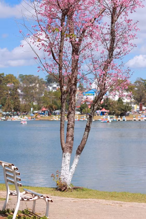 ... bên hồ Xuân Hương