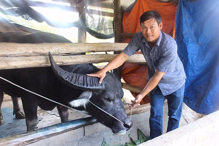  Ông Đặng Ngọc Ngô bên 1 con trâu chọi. Ảnh: H.T