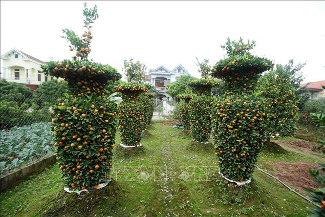  Quất cảnh Hưng Yên được tạo dáng phục vụ trang trí đón Tết cổ truyền.