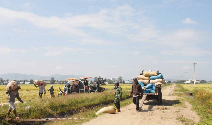 Thu hoạch lúa ở Phú Thiện. Ảnh: Ngọc Sang