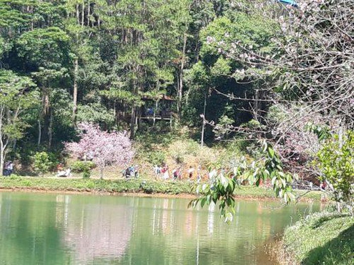 Hoa Mai anh đào mang trong mình vẻ đẹp đầy ngọt ngào và đầy kiêu kỳ