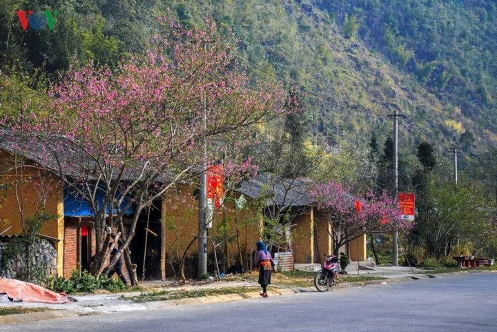 Không phải ngẫu nhiên mà dân du lịch bụi dành những lời đẹp nhất ca ngợi mùa xuân trên cao nguyên đá. Vào xuân, trên những cung đường Quản Bạ, Yên Minh lên Đồng Văn, Mèo Vạc đều rộn ràng trong sắc hoa.