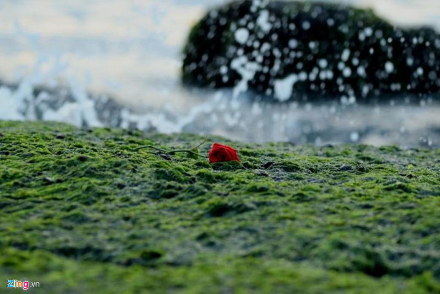 Bông hồng sót lại trên bãi rêu sau ngày lễ tình yêu.