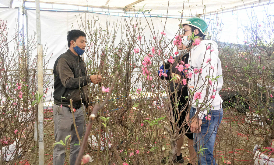 Đào nở hoa đẹp. Ảnh: Nguyễn Tú
