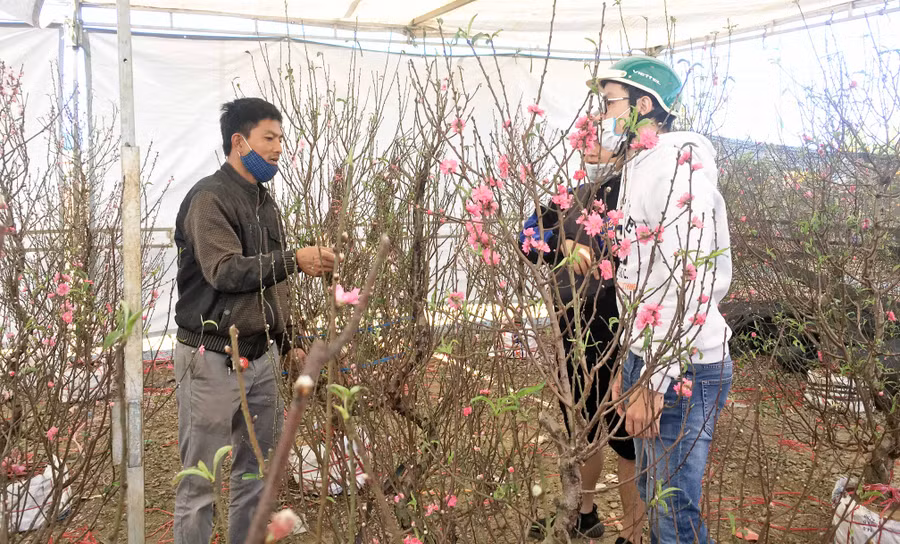 Đào nở hoa đẹp. Ảnh: Nguyễn Tú