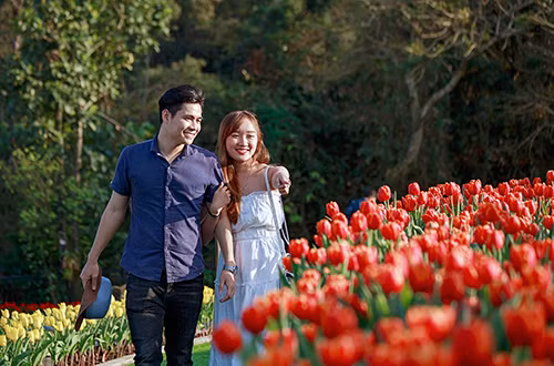  Các du khách tản bộ, ngắm những đóa hoa nở rực rỡ.