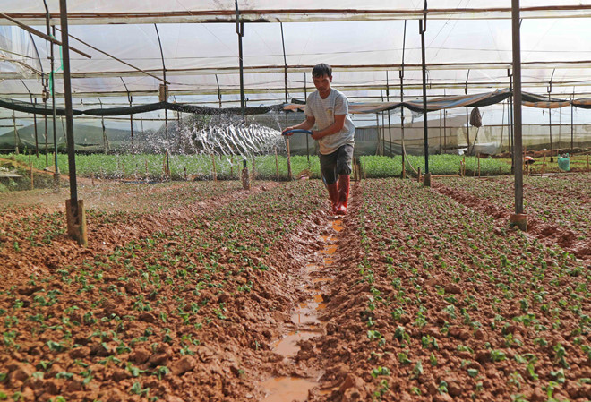 Chăm sóc hoa ở làng hoa Hà Đông Chăm sóc hoa ở làng hoa Hà Đông